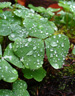 leaf1-75x96 clover & rain